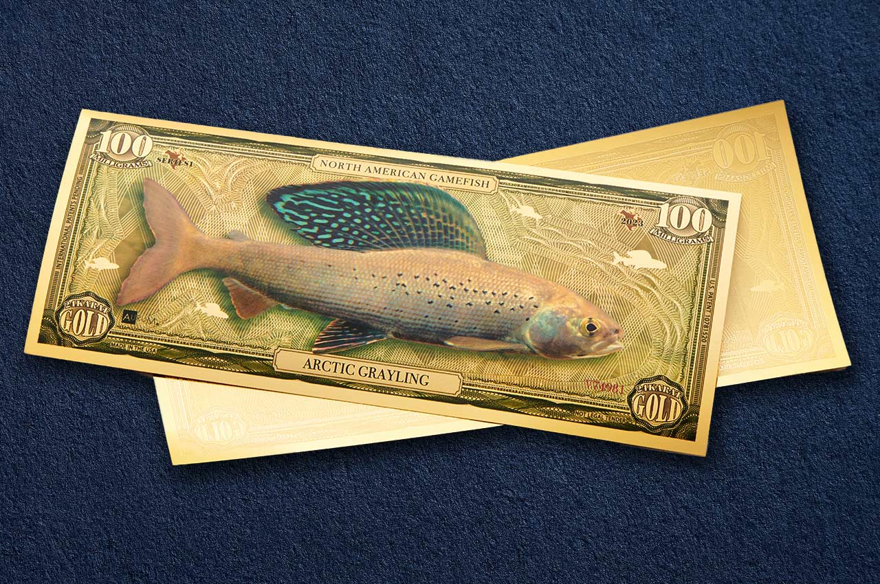 100mg 24k gold collectible gamefish bill depicting the arctic grayling shown obverse over reverse dimensional gold