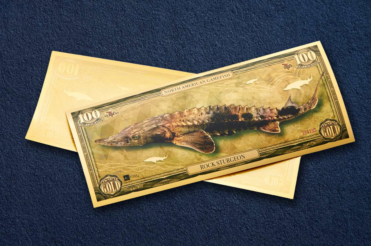 100mg 24k gold collectible gamefish bill depicting the rock sturgeon shown obverse over reverse dimensional gold