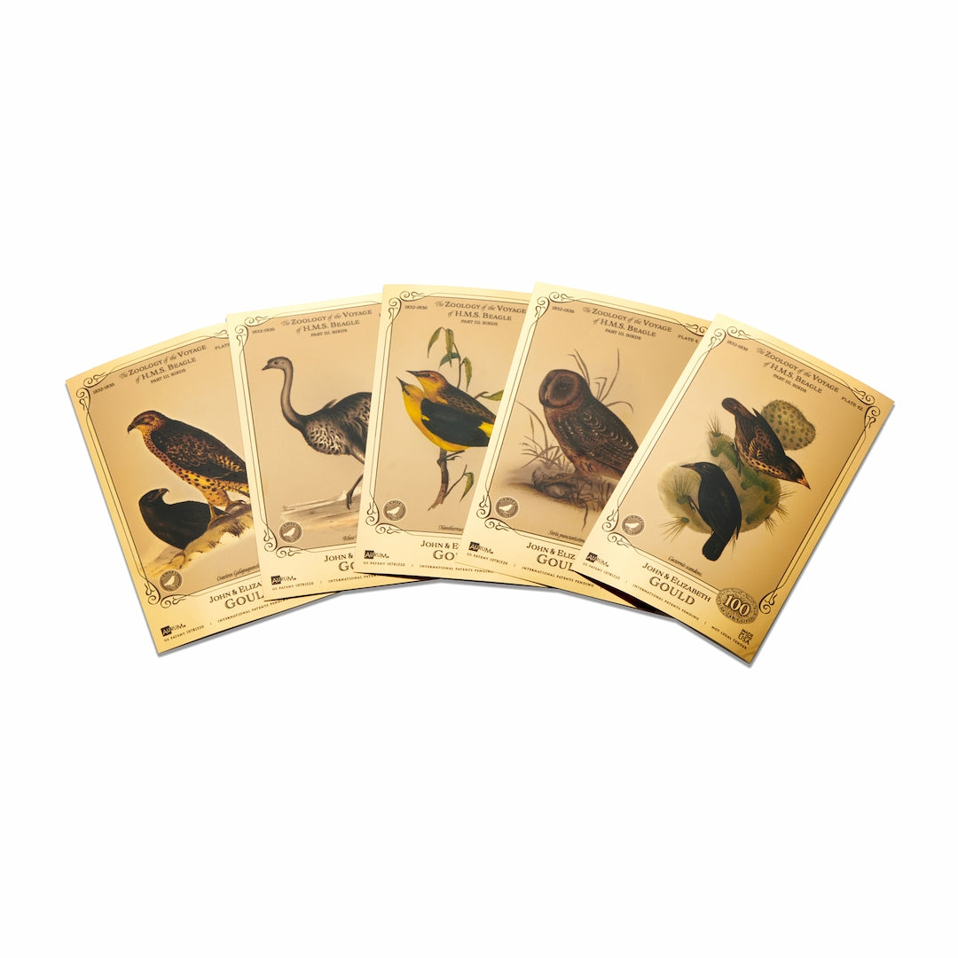 The John and Elizabeth Gould Aurum® 24k Gold Collection - H.M.S. Beagle